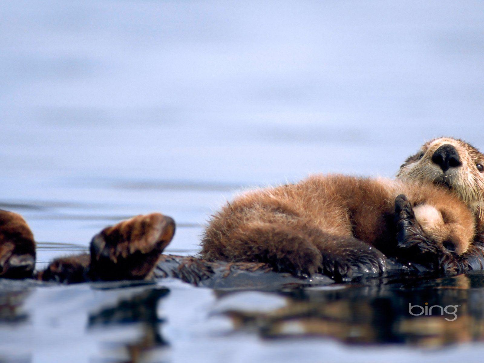 1600x1200 A Sea Otter Lying On Water And Embracing Her Sleeping Baby Bing Animal Photography HD Wallpaper