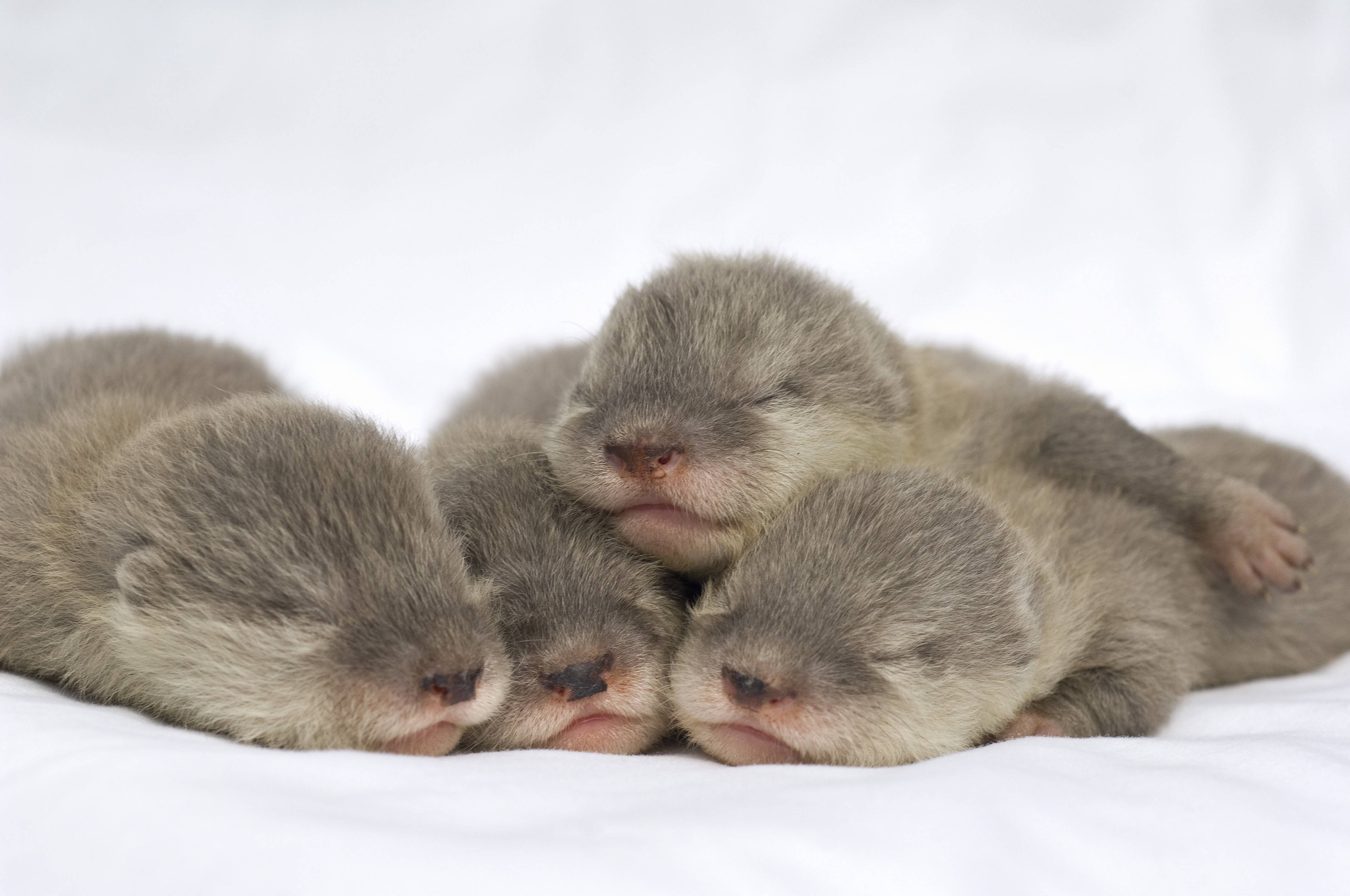 4288x2848 Baby Otter Wallpaper
