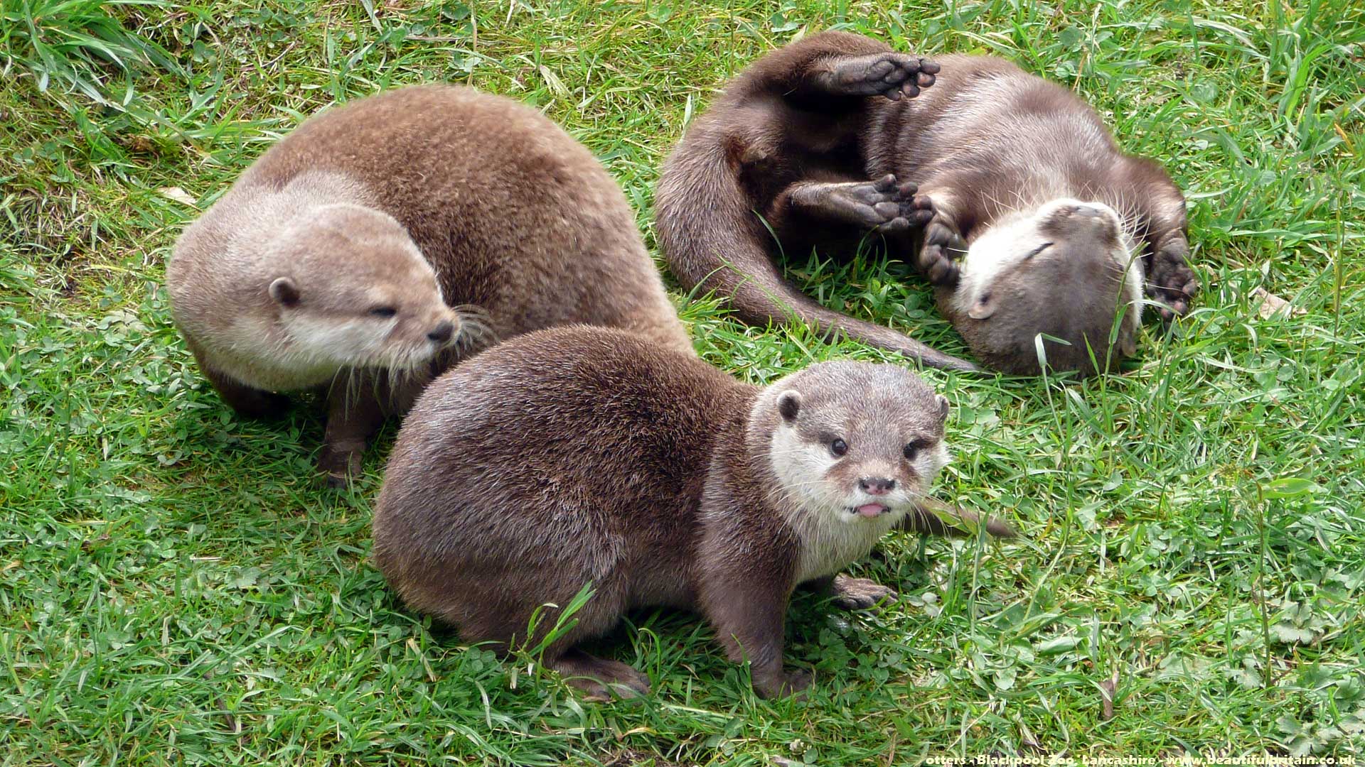 1920x1080 HD Image Cute Otter Collection