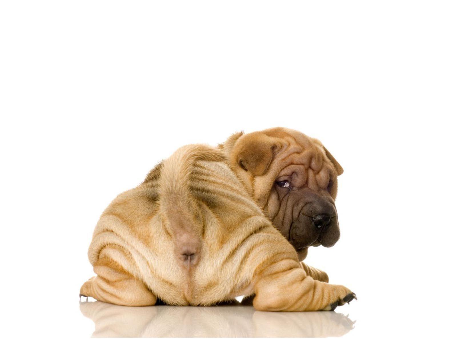 1600x1200 Free Puppy Wallpaper Widescreen