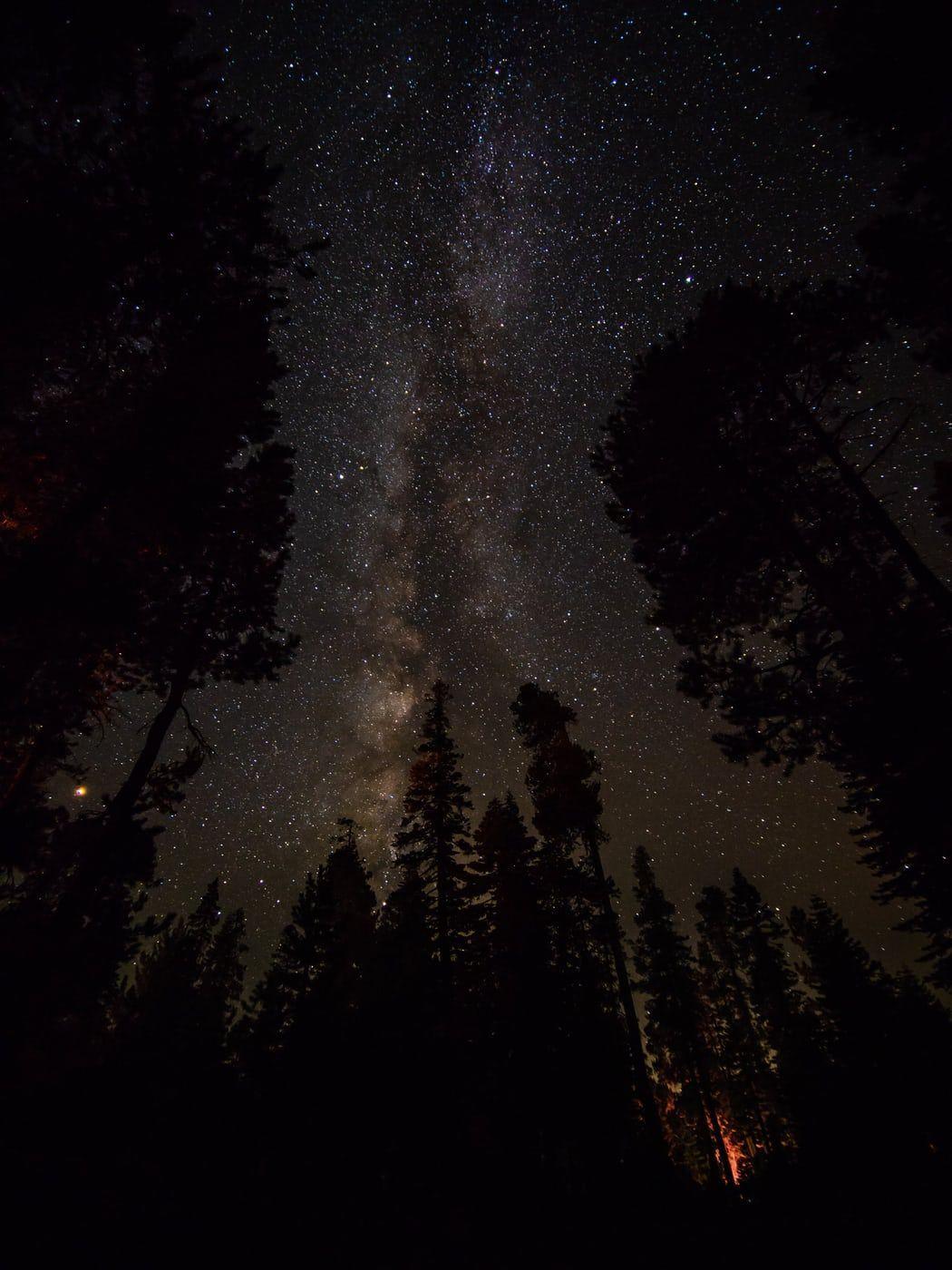 1050x1400 trees under the stars photo