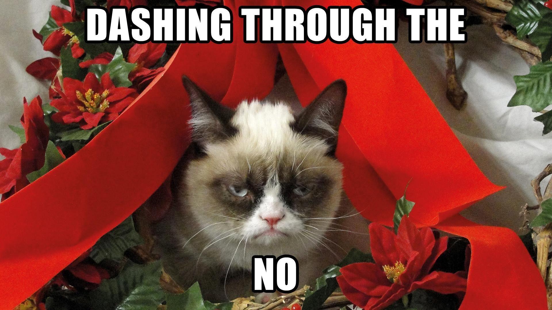 1920x1080 Grumpy Cat Meme Picture Humor Funny Cats Christmas Cat Christmas
