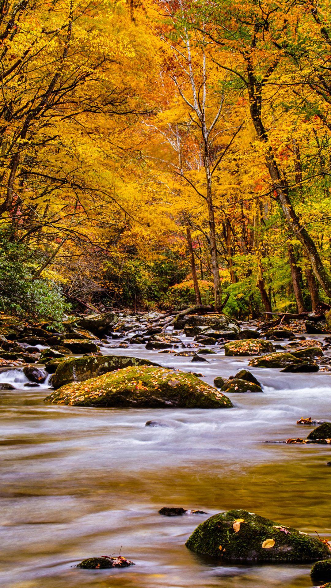 1080x1920 Nature Picture of Autumn Forest in the Great Smoky mountain National Park for Mobile Phones Wallpaper Wallpaper. Wallpaper Download. High Resolution Wallpaper
