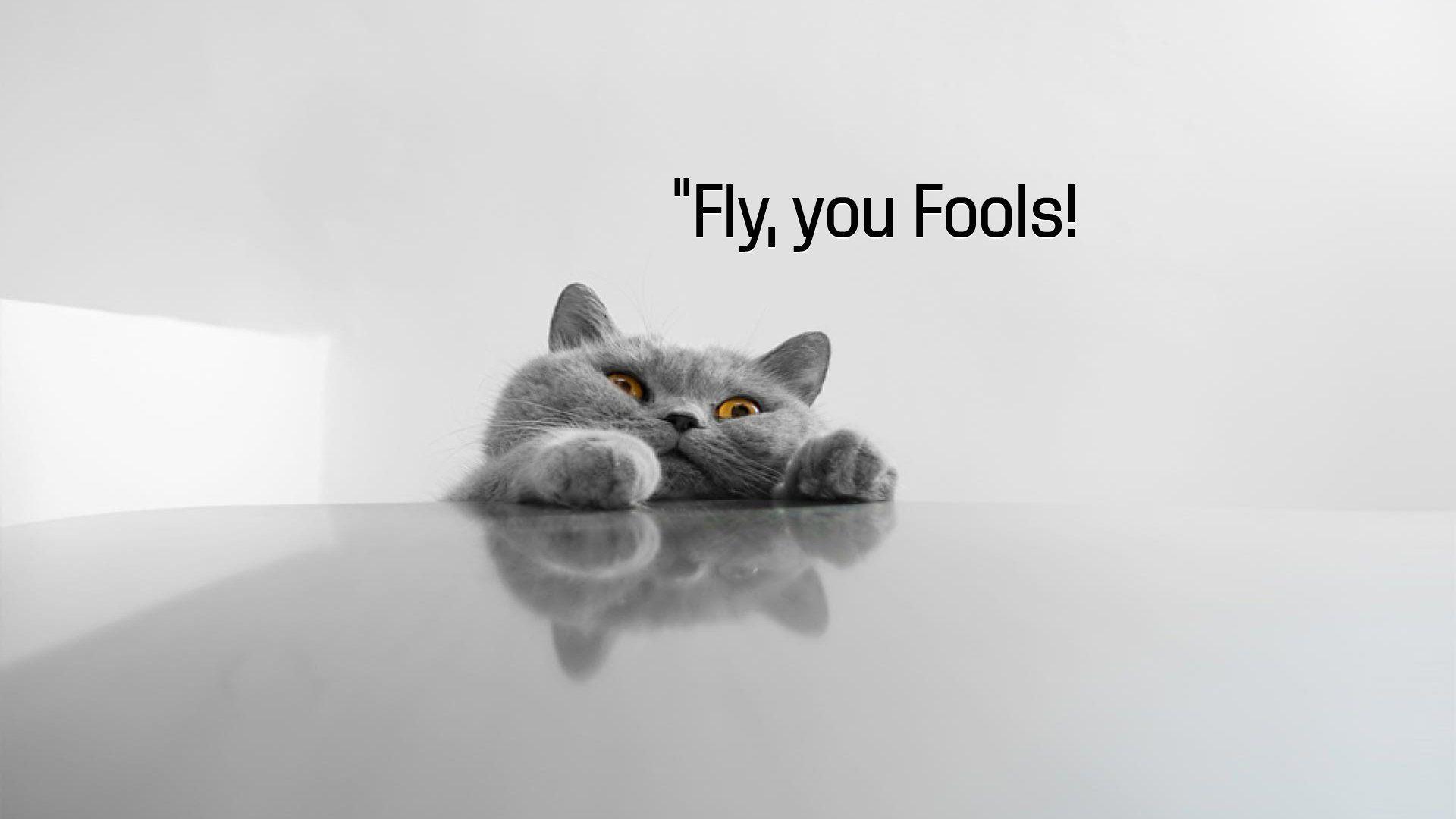 1920x1080 cat, Meme, Quote, Funny, Humor, Grumpy, 125 Wallpaper HD / Desktop and Mobile Background