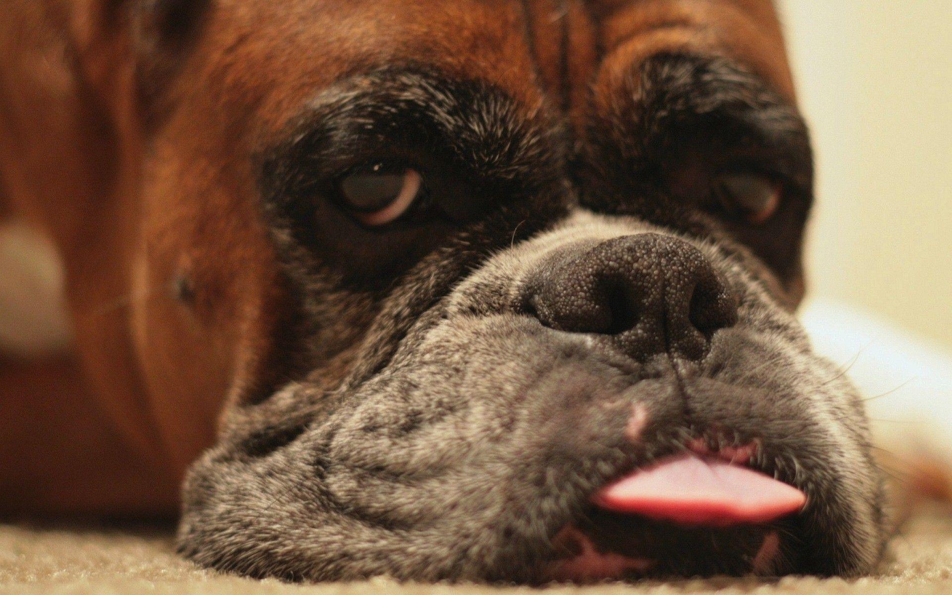 1920x1200 Boxer Puppy Wallpaper
