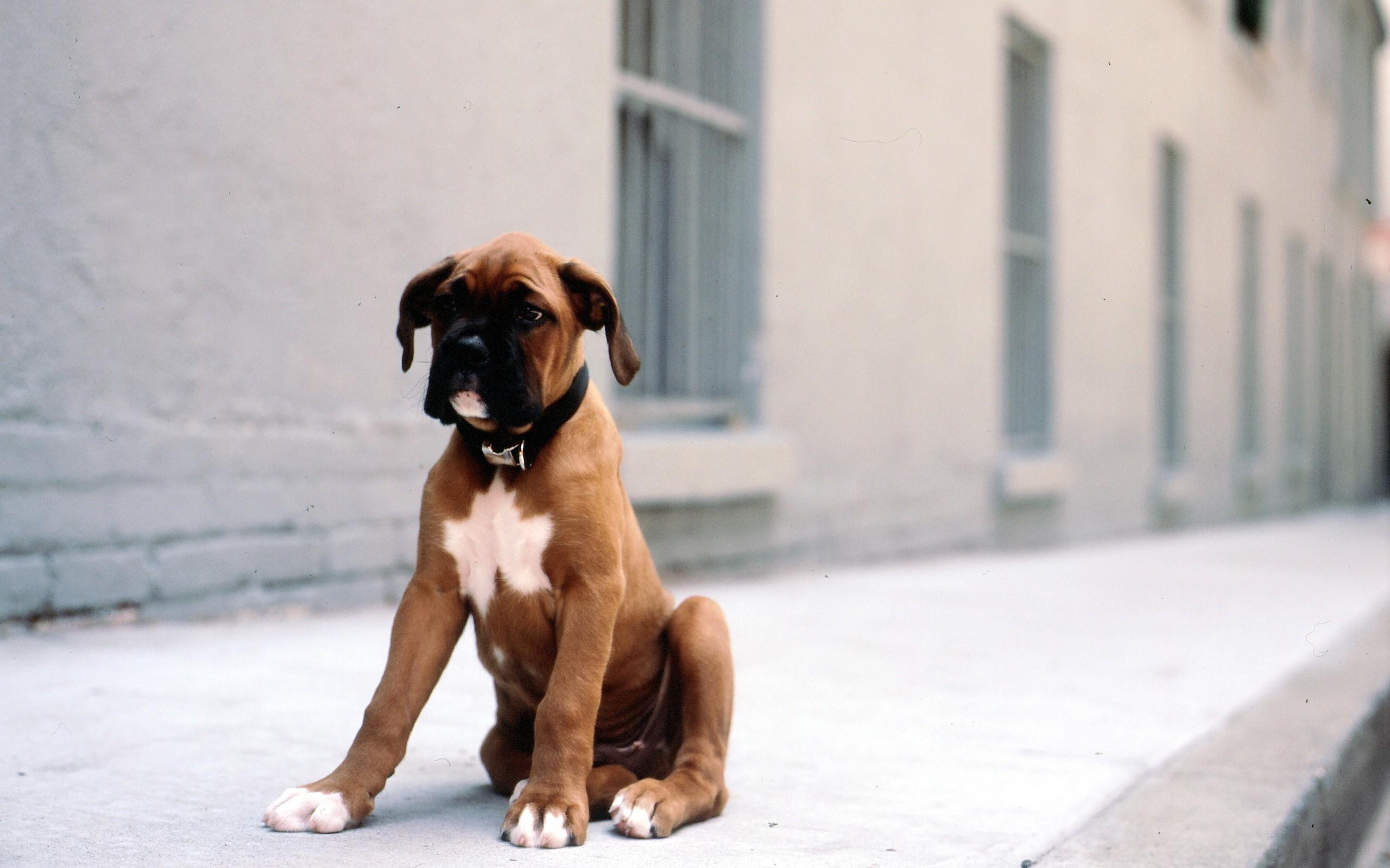 boxer puppies wallpaper