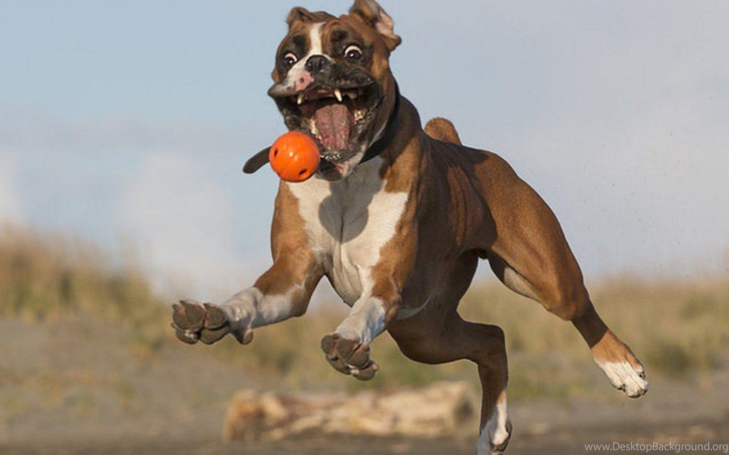 1440x900 Funny, Boxer, Dog, High, Resolution, Wallpaper, Download, Dog. Desktop Background