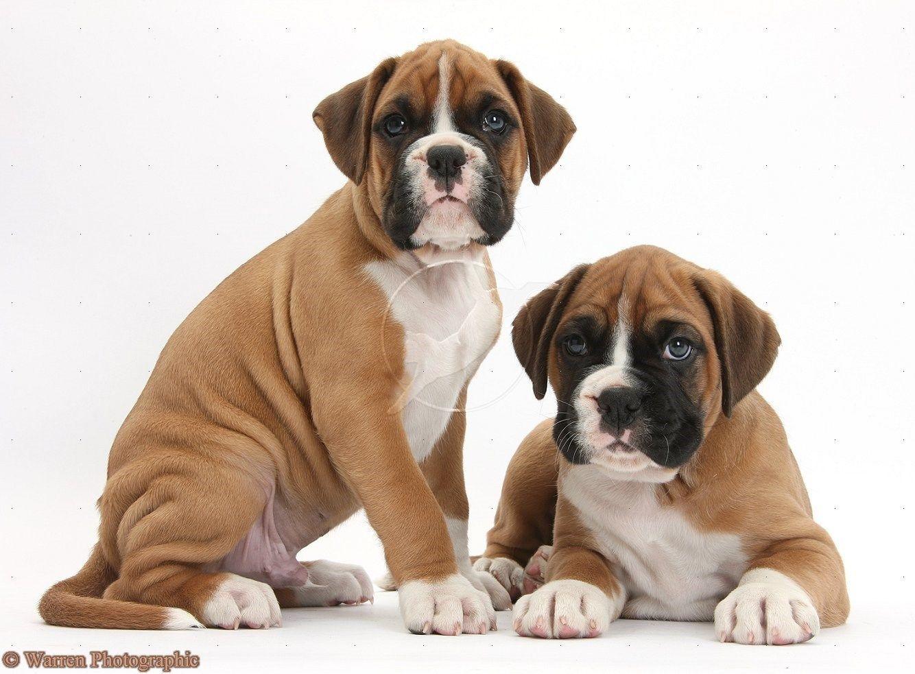 1334x983 Related Image Of Cute Boxer Dog Cute Tumblr Wallpaper Cute Resimkoy Desktop Background
