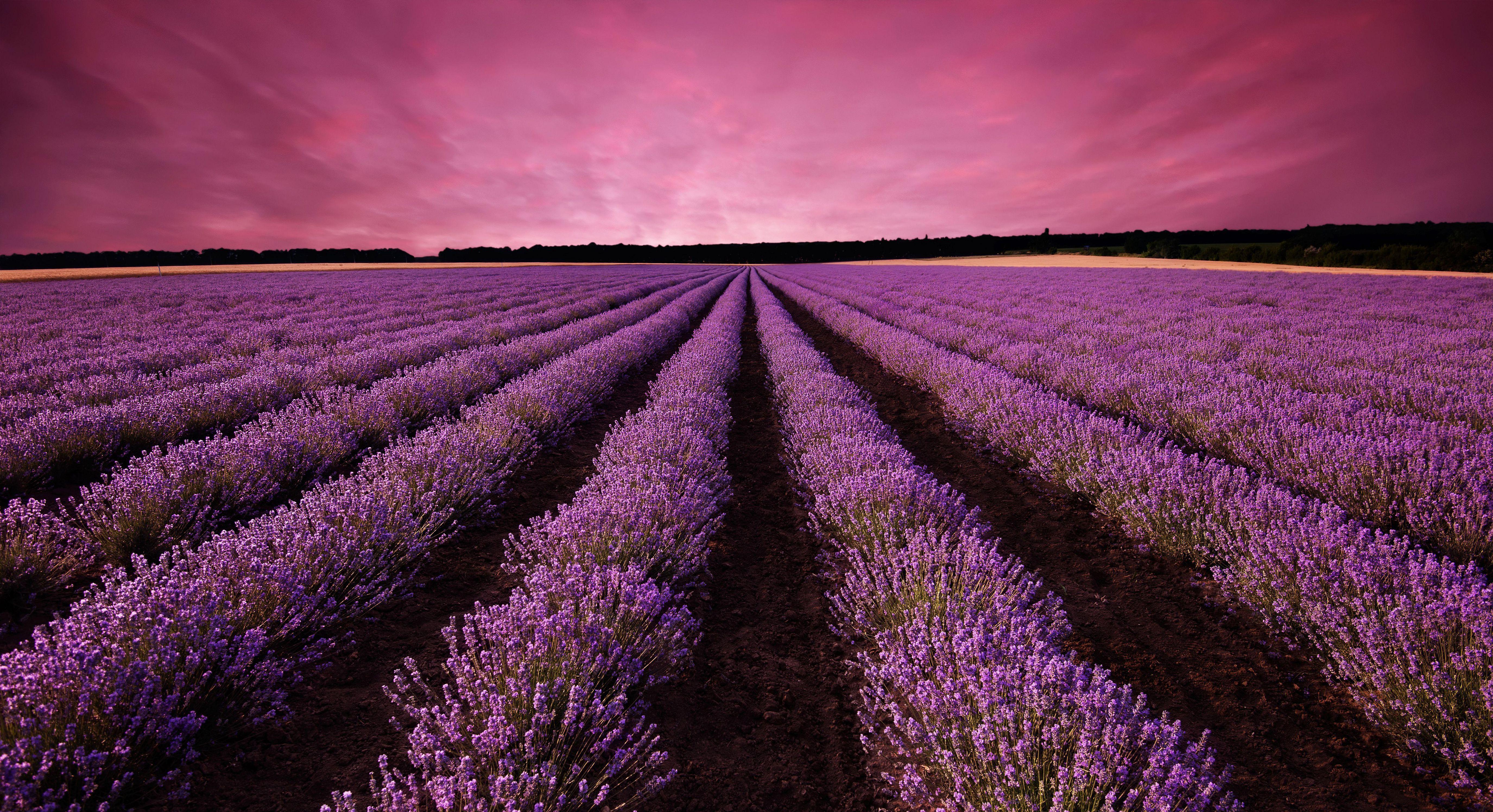 5500x2992 Lavender For Desktop Background