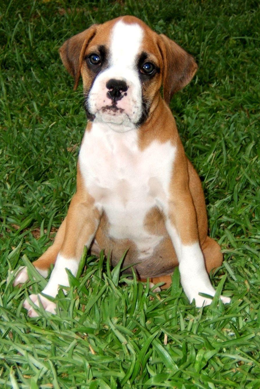 895x1341 boxer puppy image : Biological Science Picture Directory