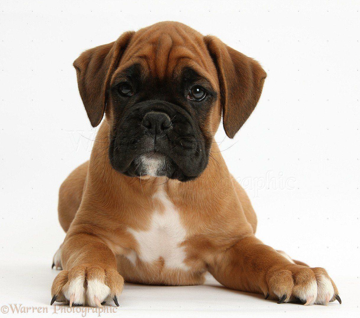 1218x1076 Free download WP38166 Boxer puppy Boris 12 weeks old [1218x1076] for your Desktop, Mobile & Tablet. Explore Cute Boxer Wallpaper. Boxer Puppies Desktop Wallpaper, Boxer Puppy Wallpaper, Puppy Dog Wallpaper