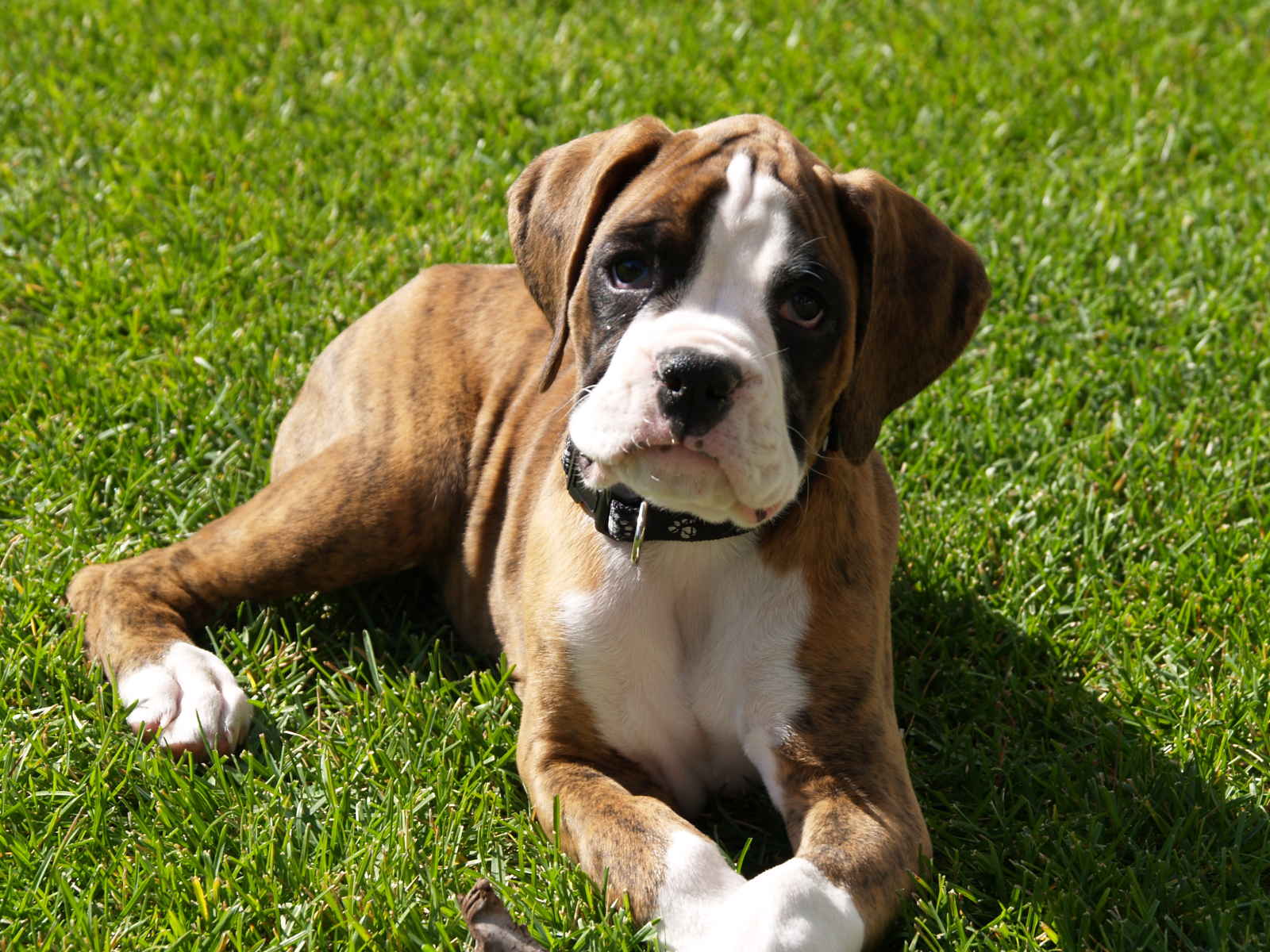 1600x1200 Boxer on the grass photo and wallpaper. Beautiful Boxer on the grass picture