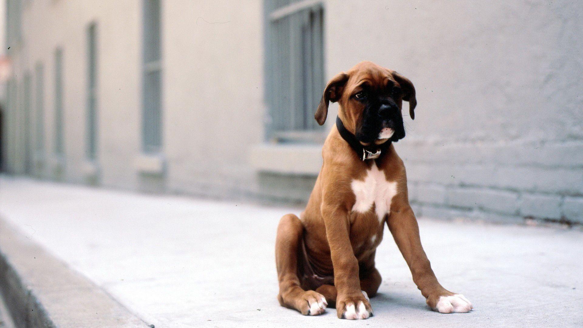 1920x1080 Boxer puppy wallpaper Doggy Rocks