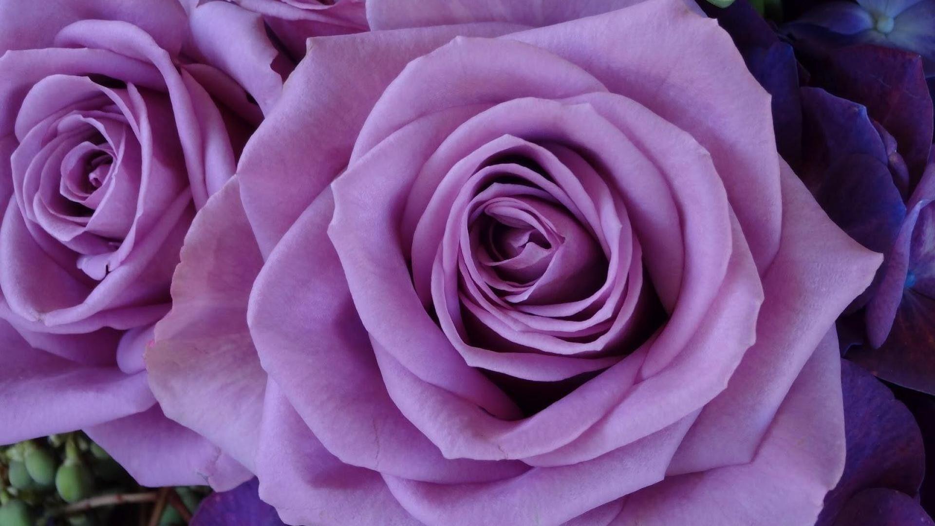1920x1080 Lavender Rose Desktop Wallpaper 34910