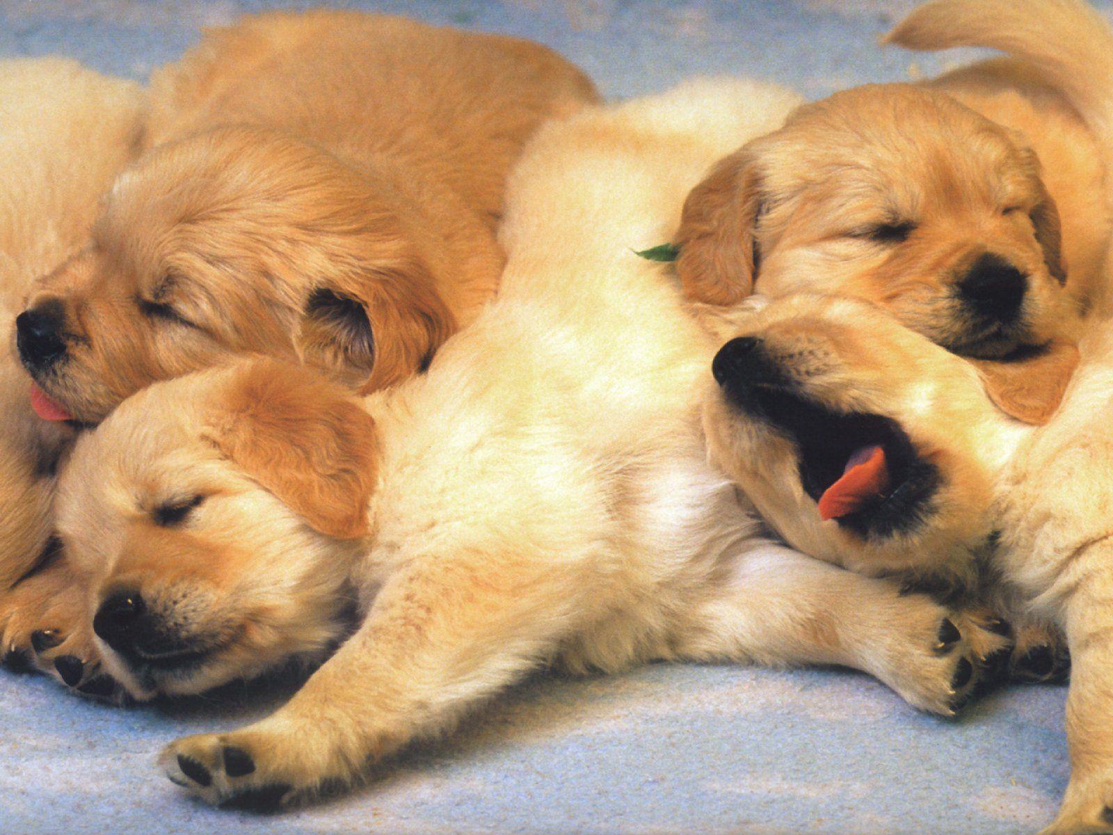 1600x1200 Dog Pups. Free A Pile Of Puppies dog puppies wallpaper