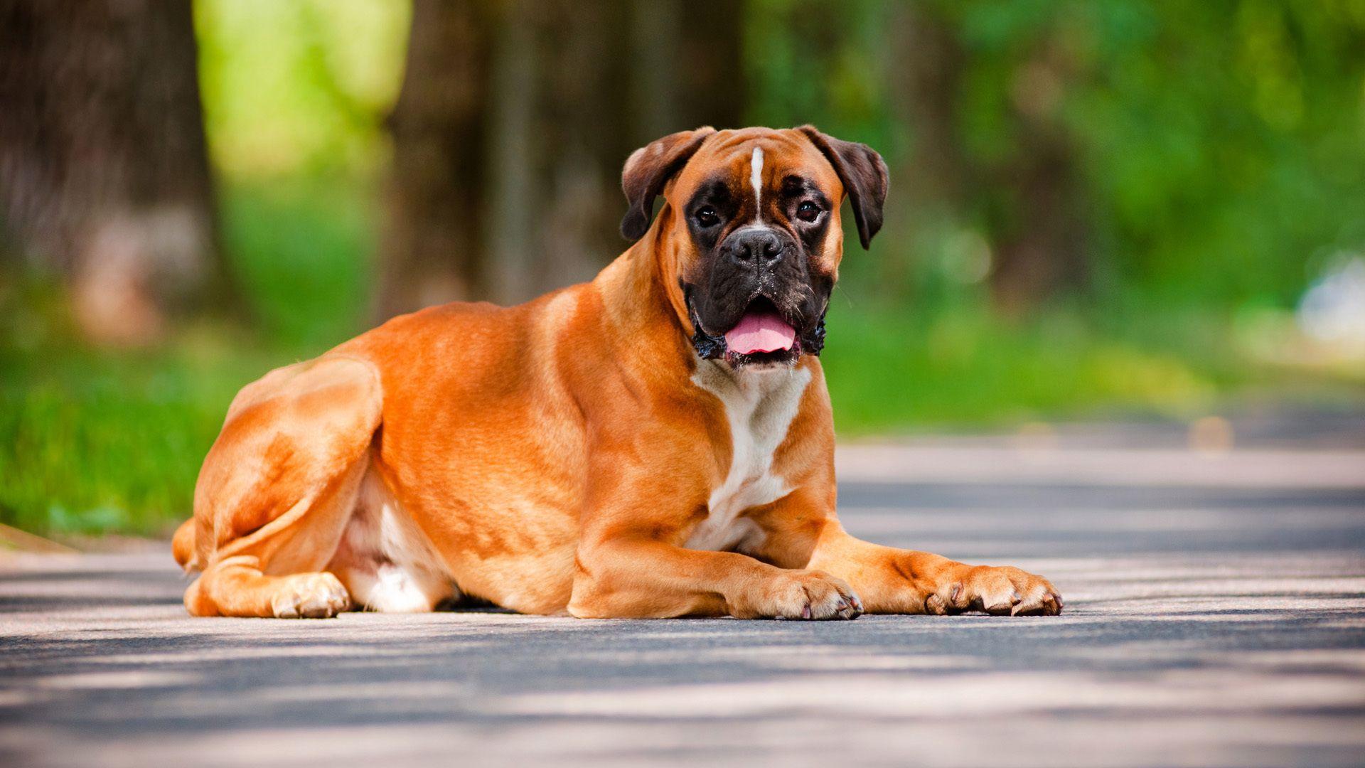 1920x1080 Boxer Dog Image HD