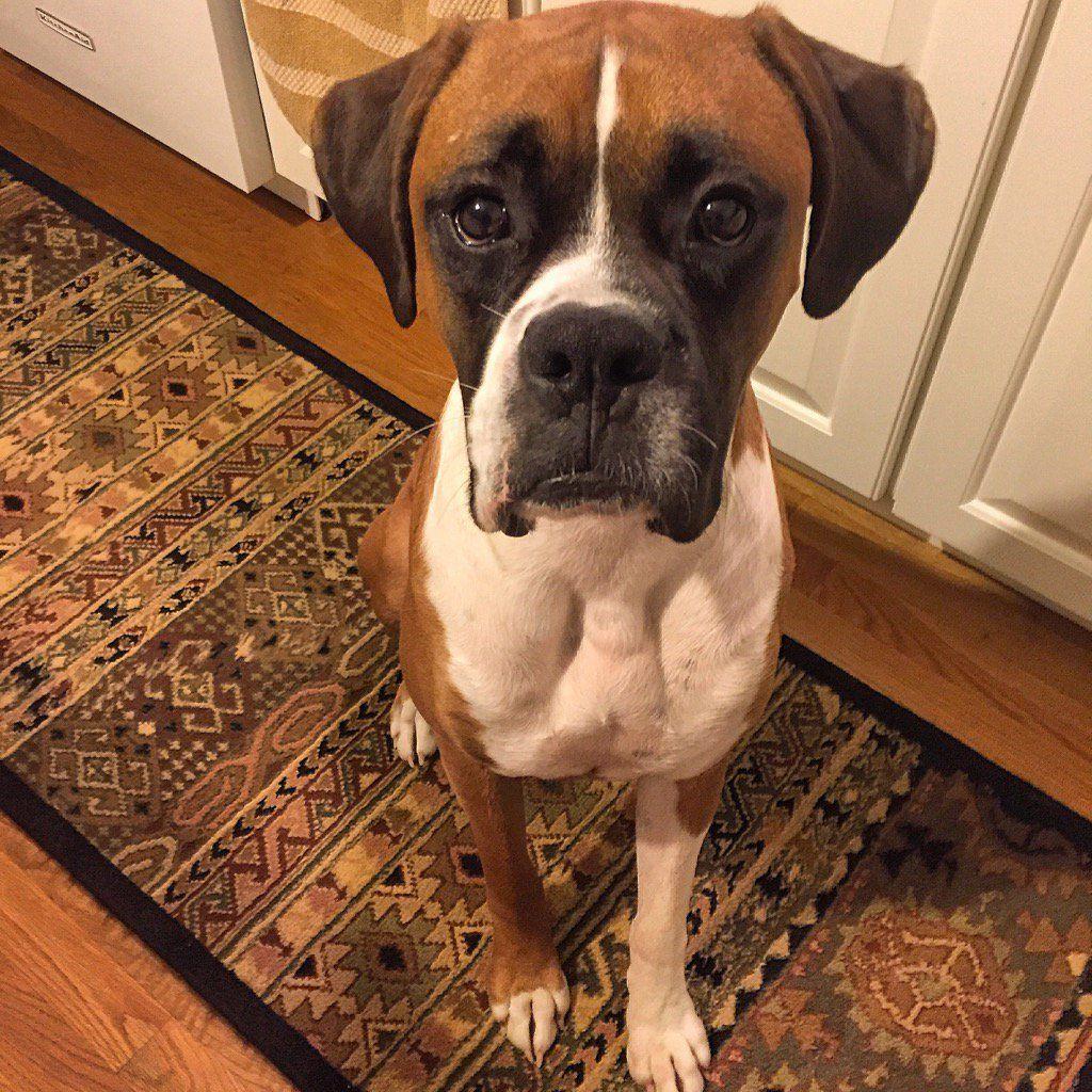1024x1024 Boxer wallpaper, Animal, HQ Boxer pictureK Wallpaper 2019