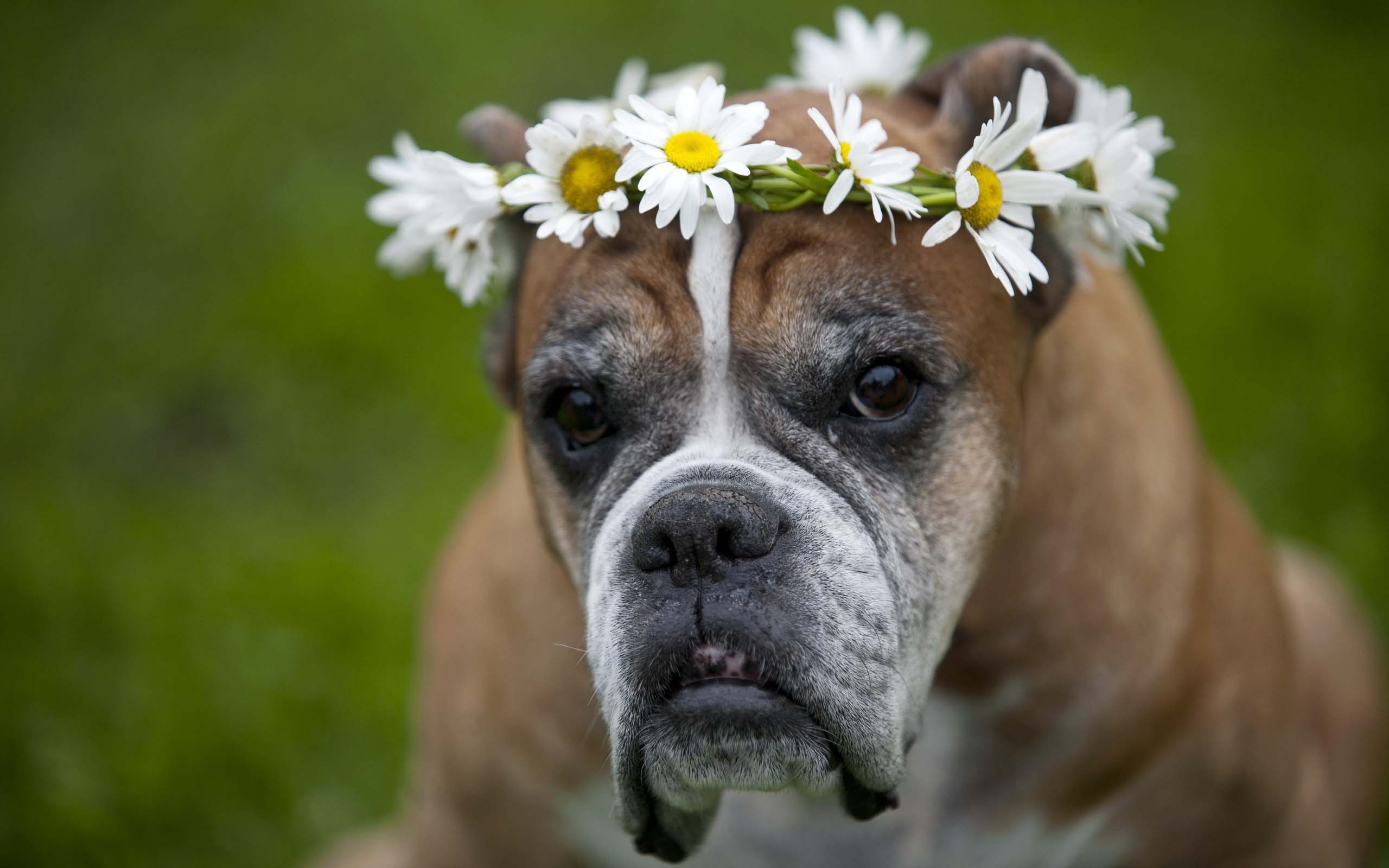 2560x1600 Boxer Dog Wallpaper Background 49554 2560x1600px