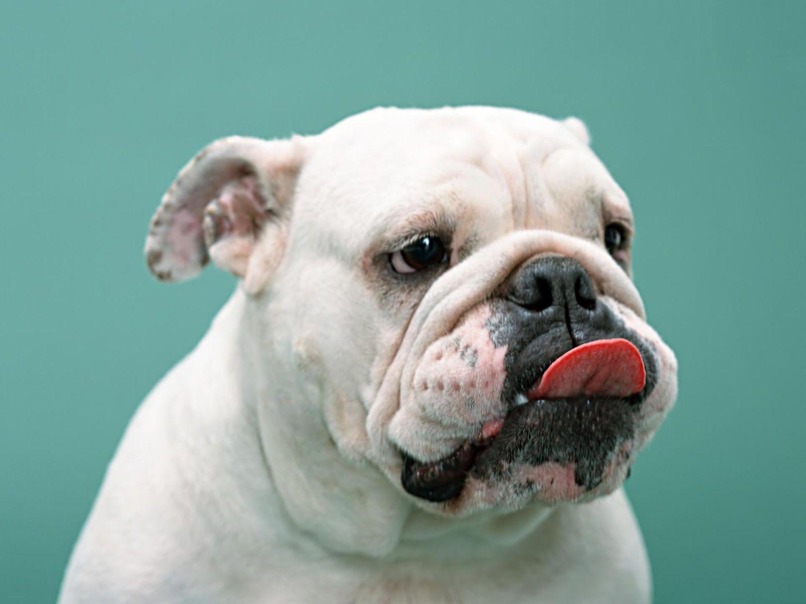 1600x1200 Free download All Wallpaper White Boxer Dog Picture [1600x1200] for your Desktop, Mobile & Tablet. Explore Boxer Puppy Wallpaper. Dog Wallpaper for Computer, Cute Boxer Wallpaper