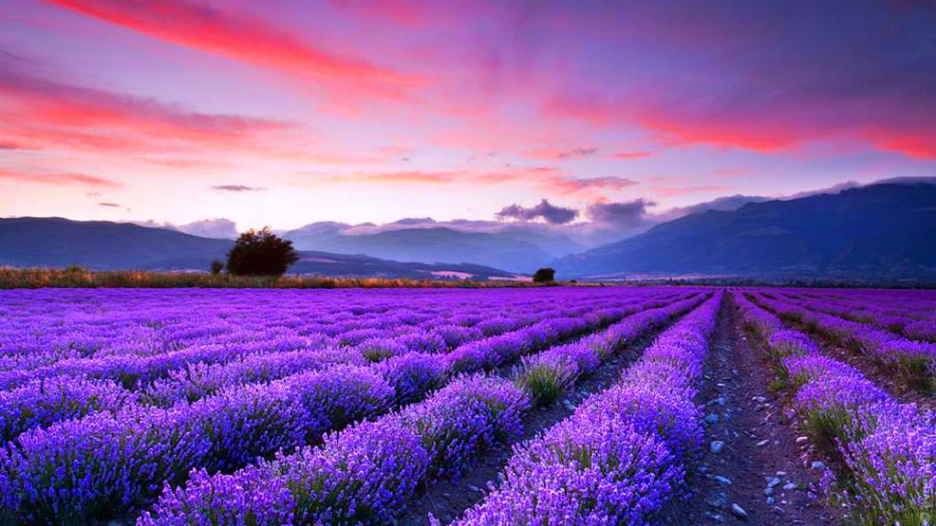 1366x768 Lavender Fields Desktop Wallpaper (1366x768 px)