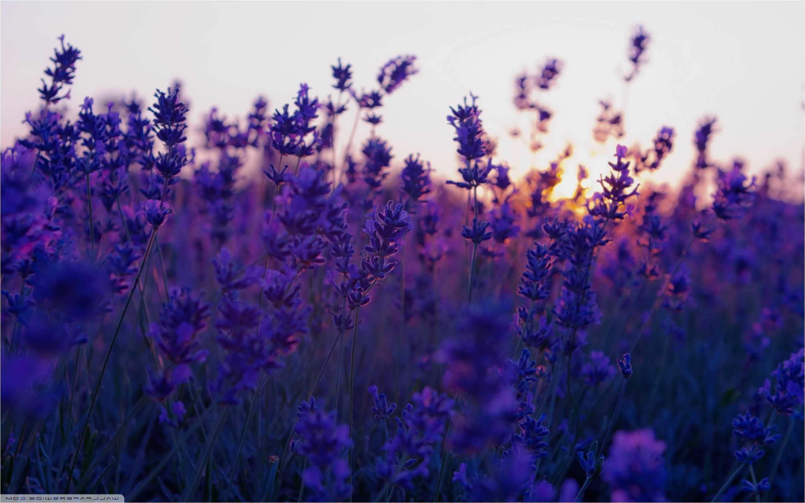 2562x1602 2562x Best Lavender Wallpaper Data Id 154944 Fields Desktop Background