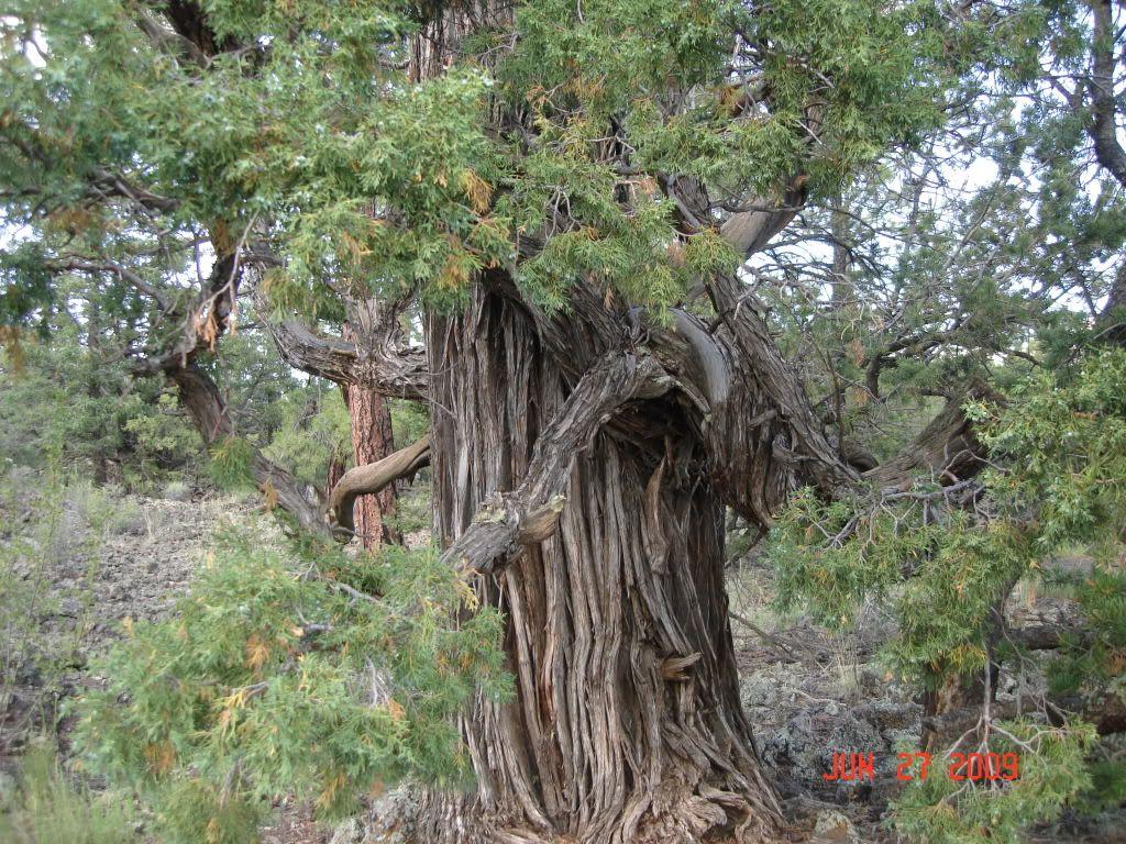 Juniper Tree Wallpapers - Top Free Juniper Tree Backgrounds