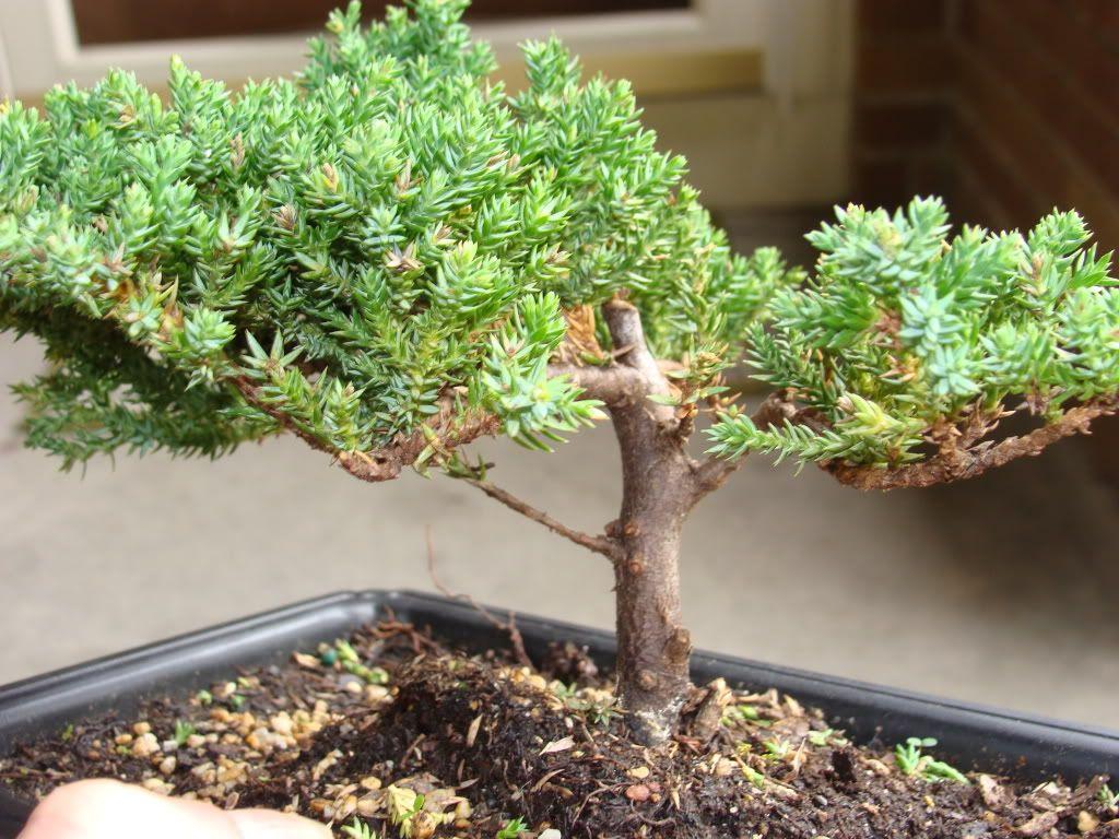 Juniper Tree Wallpapers - Top Free Juniper Tree Backgrounds