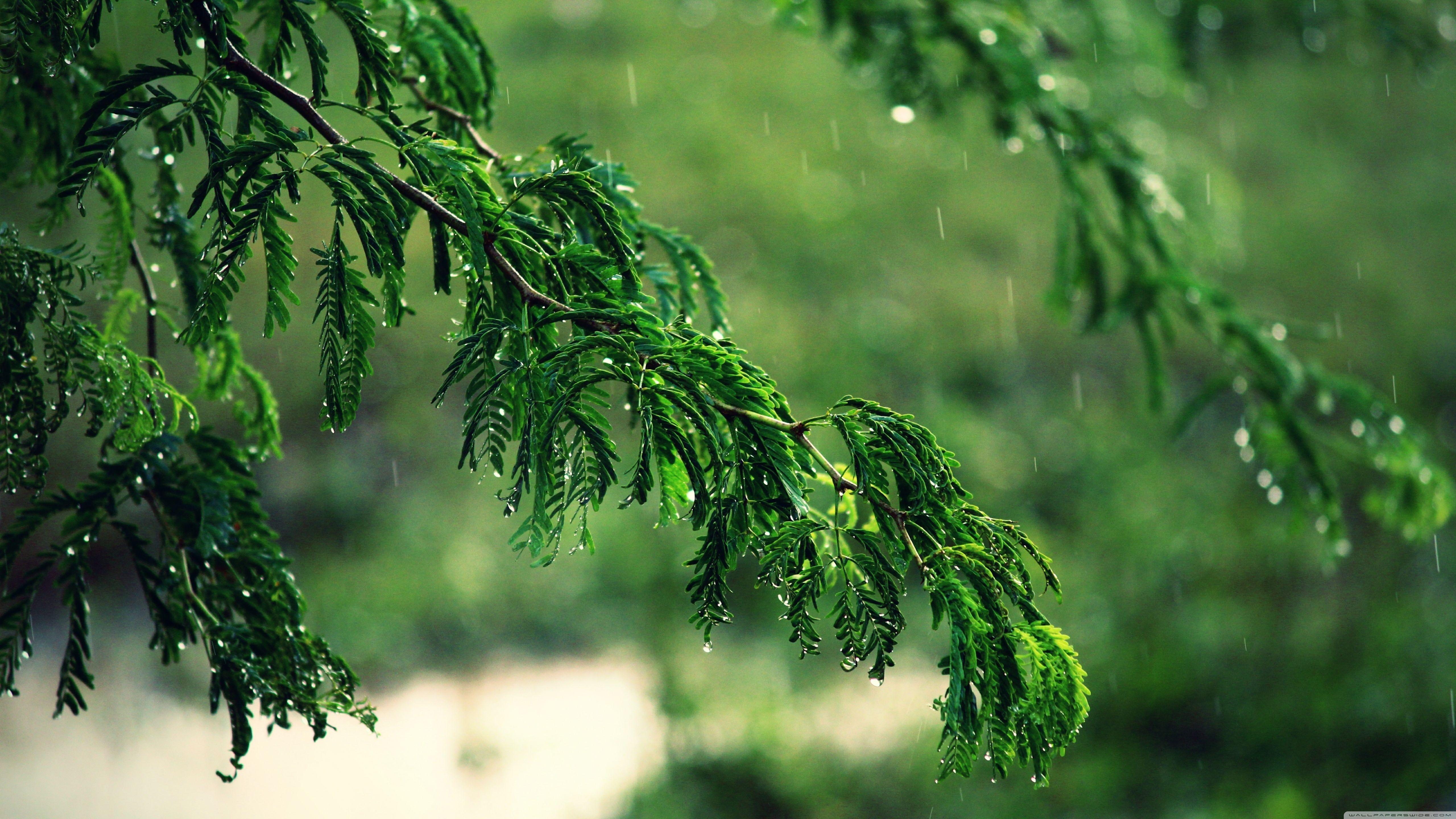 Звуки природы днем. Ветка дерева. Мокрое дерево. Мокрый лес. Лес после дождя.