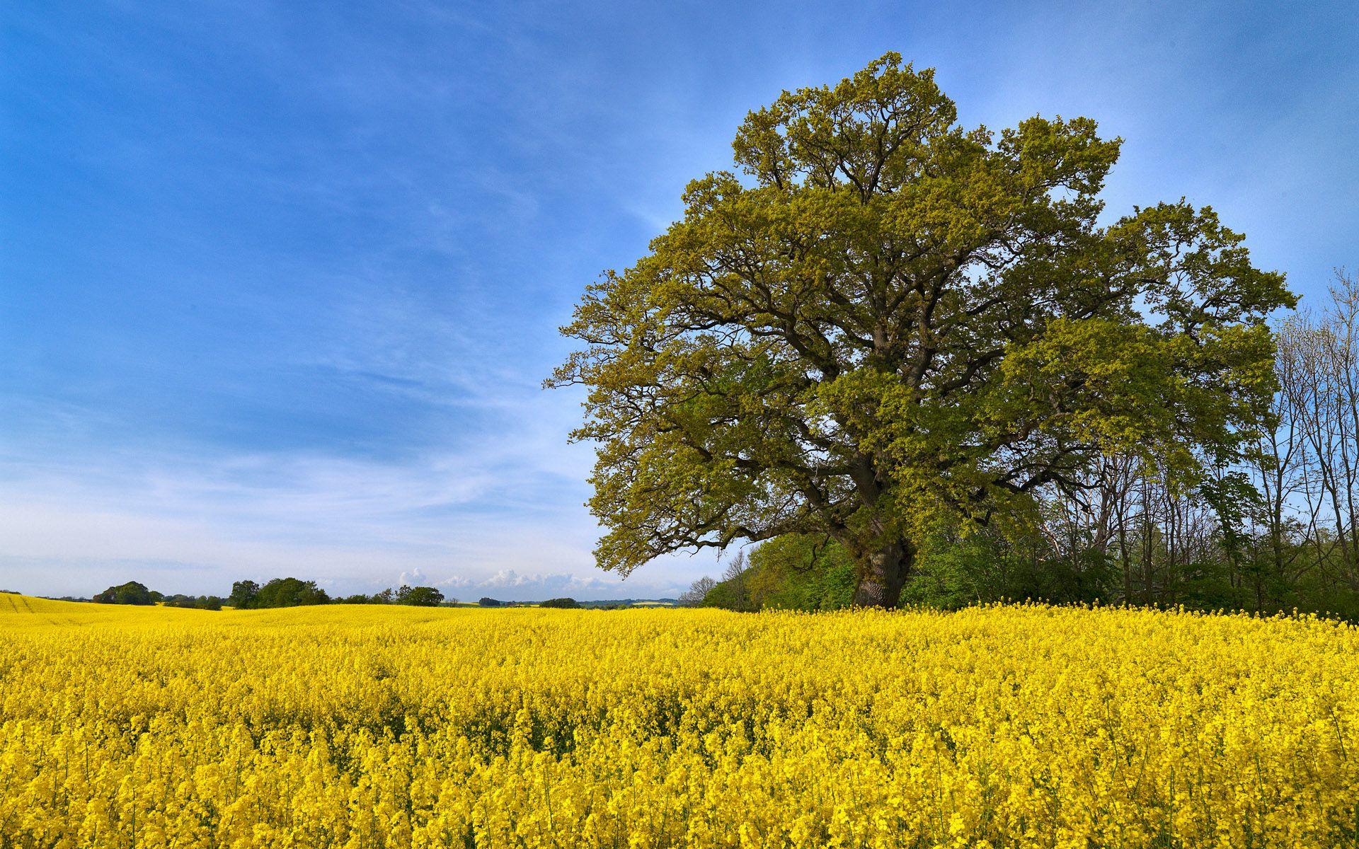1920x1200 Swedish Fields Wallpaper