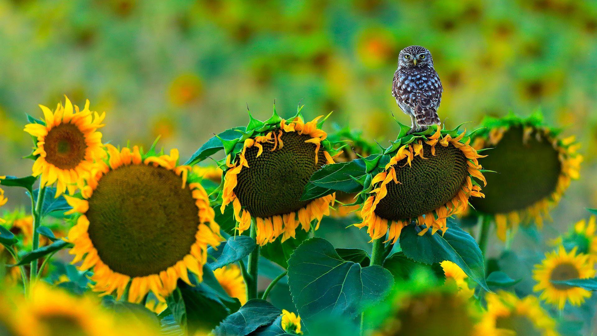 1920x1080 Bing Wallpaper Rai. Andalusia, Cadiz, Sunflower wallpaper