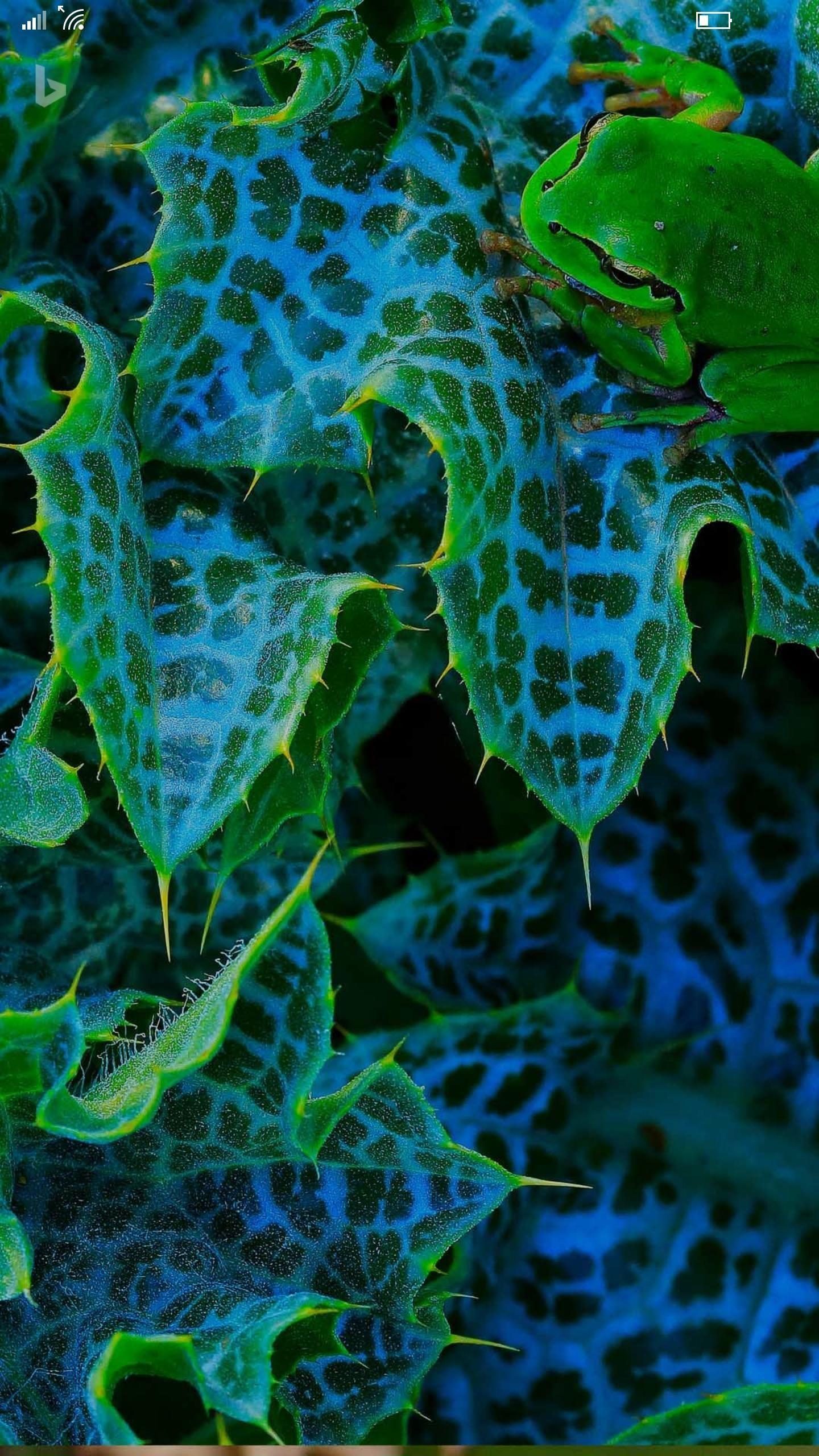 1440x2560 Tree frog in Cádiz, Spain. Beautiful nature, Plant leaves, Lock screen photo