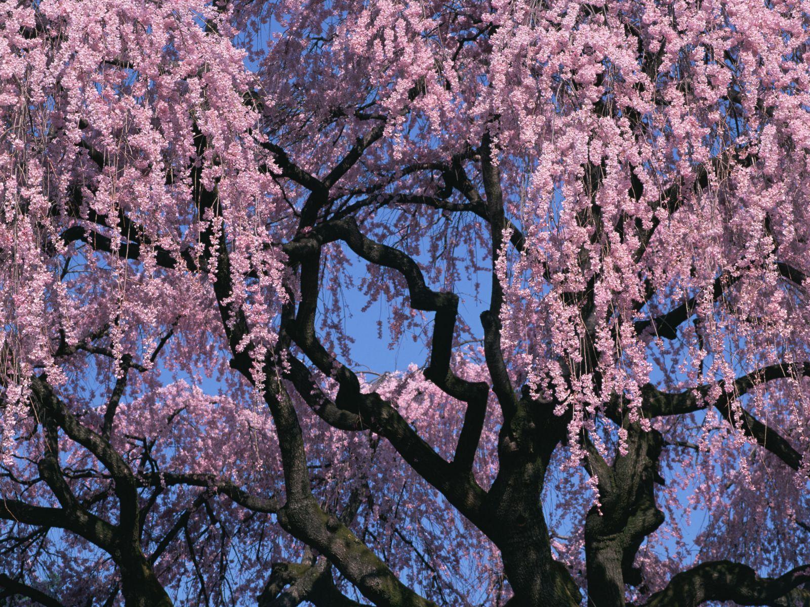 Japanese Cherry Blossom Tree Wallpapers - Top Free Japanese Cherry