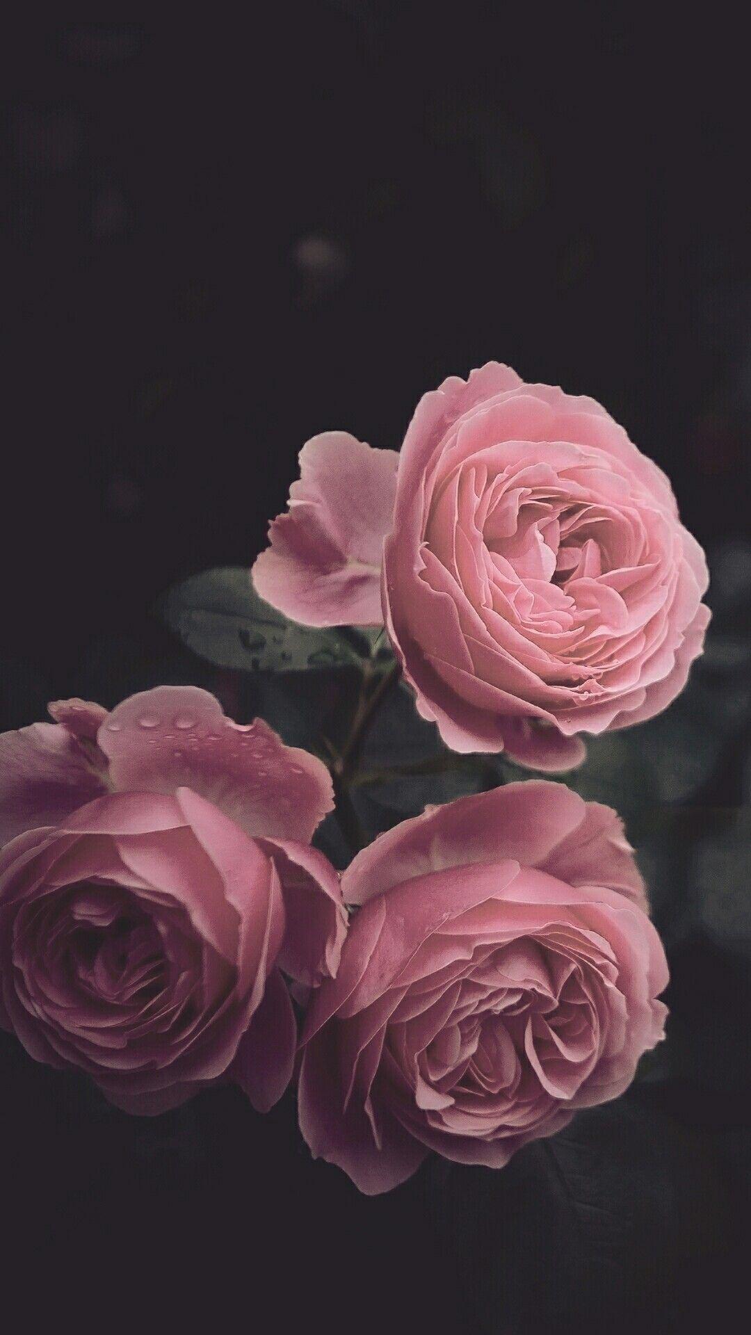 Dark Pink Roses Wallpapers - Top Free Dark Pink Roses Backgrounds - WallpaperAccess
