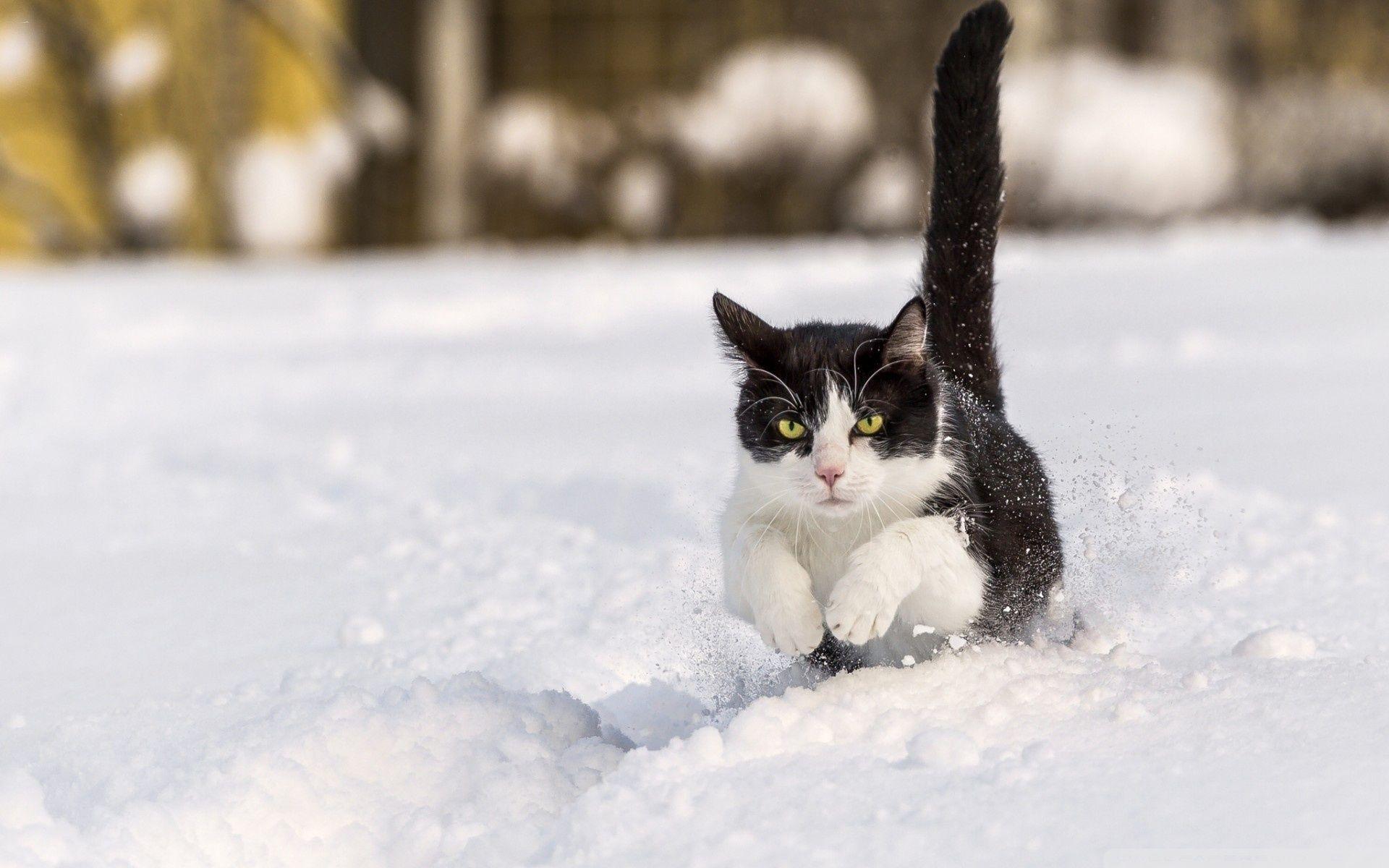 1920x1200 Snow Cats Ultra HD Desktop Background Wallpaper for 4K UHD TV : Tablet