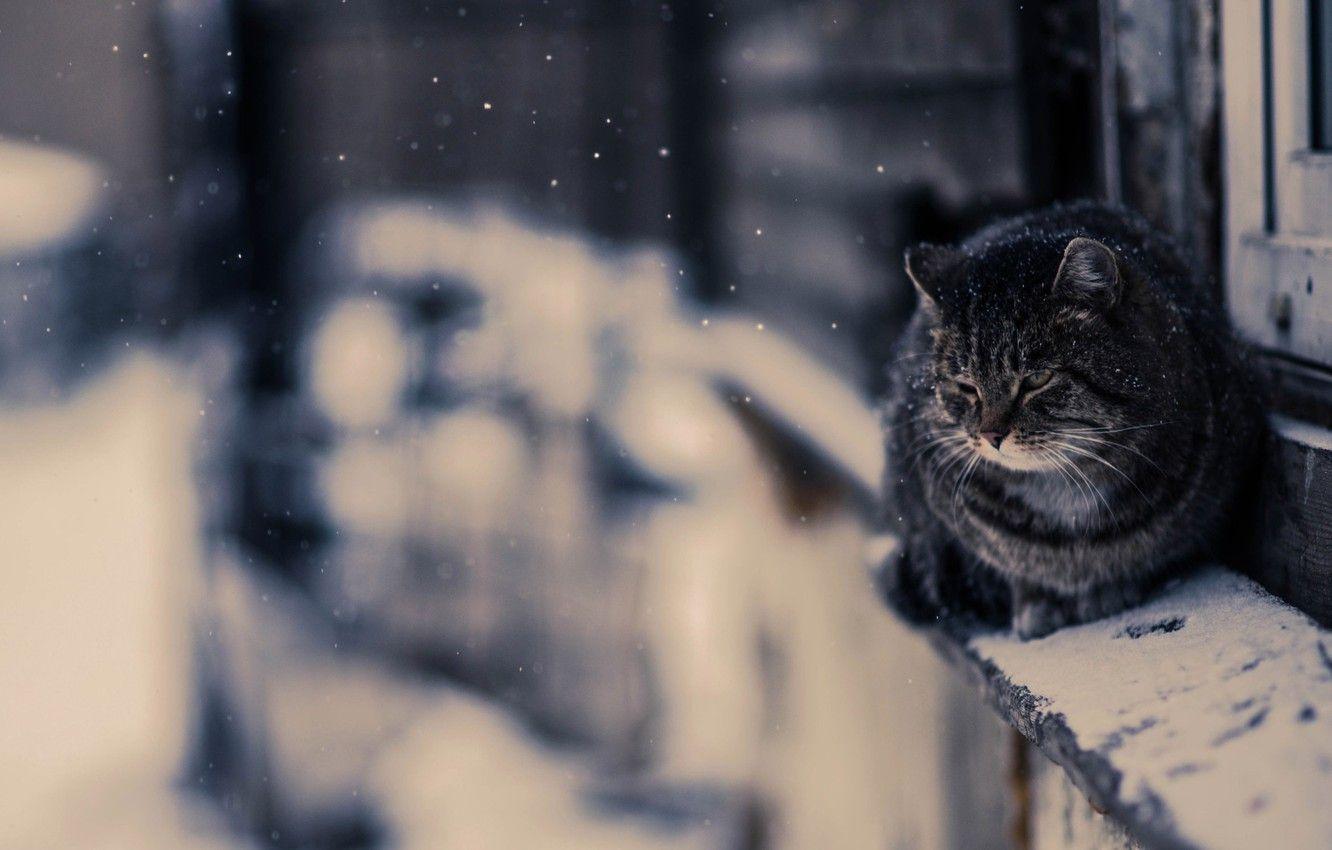 1332x850 Wallpaper Photo, Snow, Cat, Snow, Wallpaper, Cat, The Wallpaper, Irkutsk, Photo image for desktop, section кошки