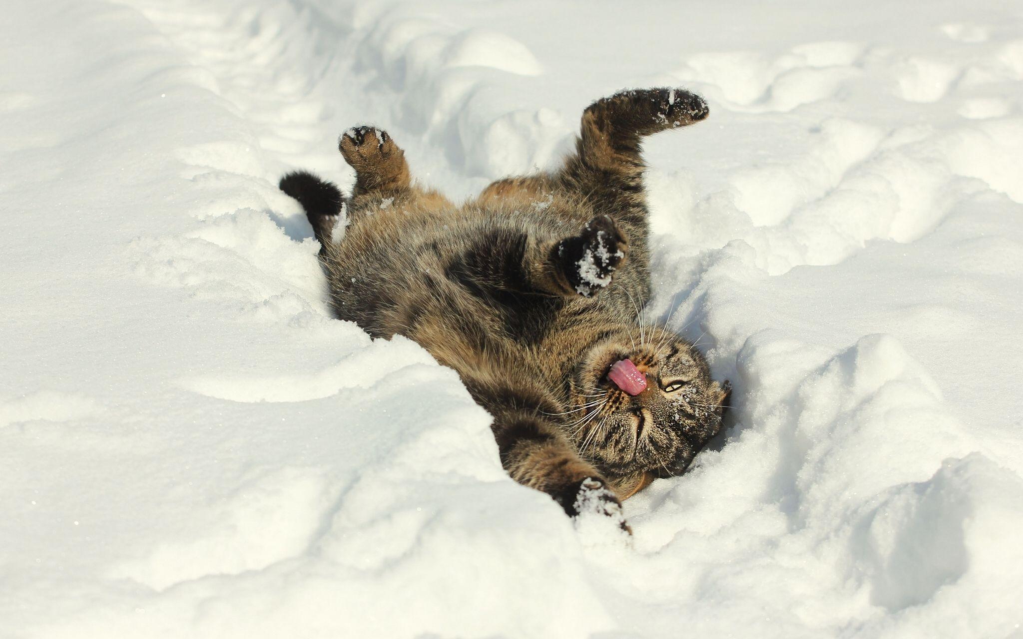 2048x1280 Cat in Snow Desktop Wallpaper