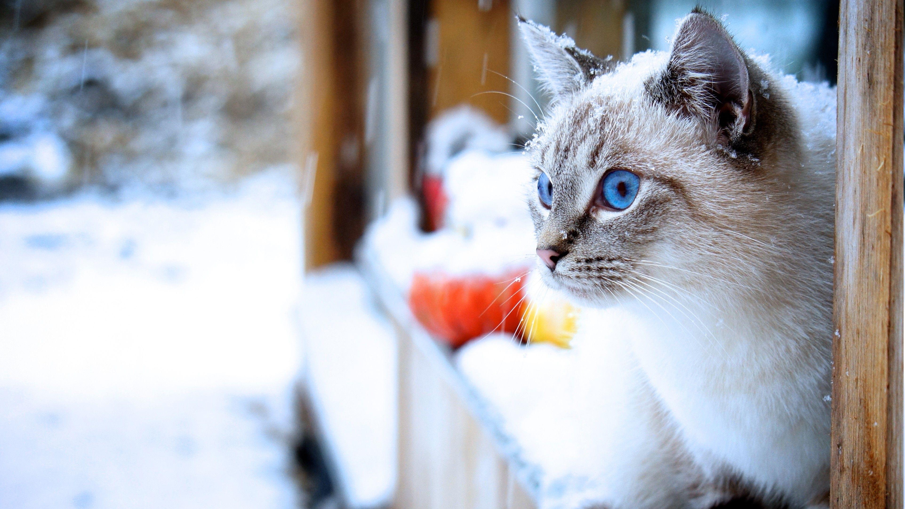 Cats in Snow Wallpapers Top Free Cats in Snow Backgrounds
