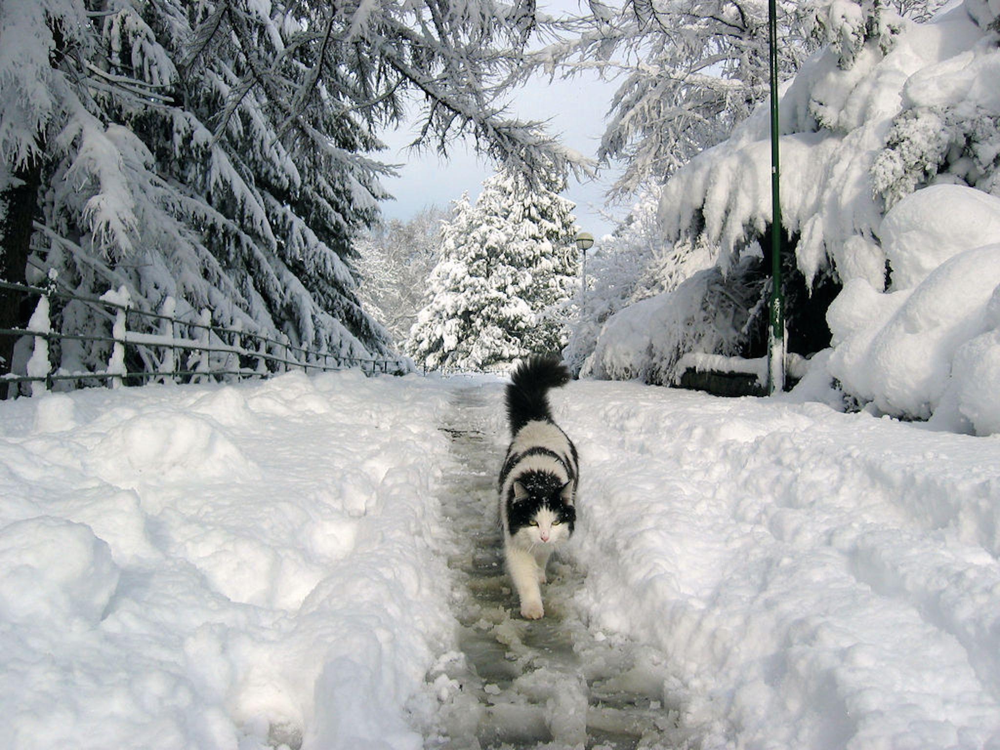 2048x1536 Desktop Wallpaper Winter Cat