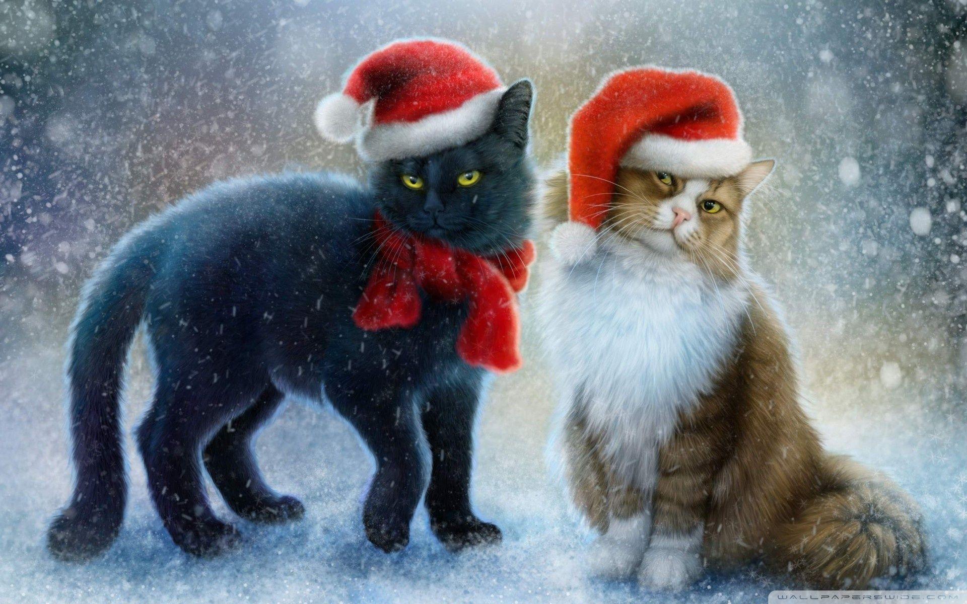 1920x1200 Christmas Cats Winter Snow Red Caps HD Wallpaper 1920 x1200 :