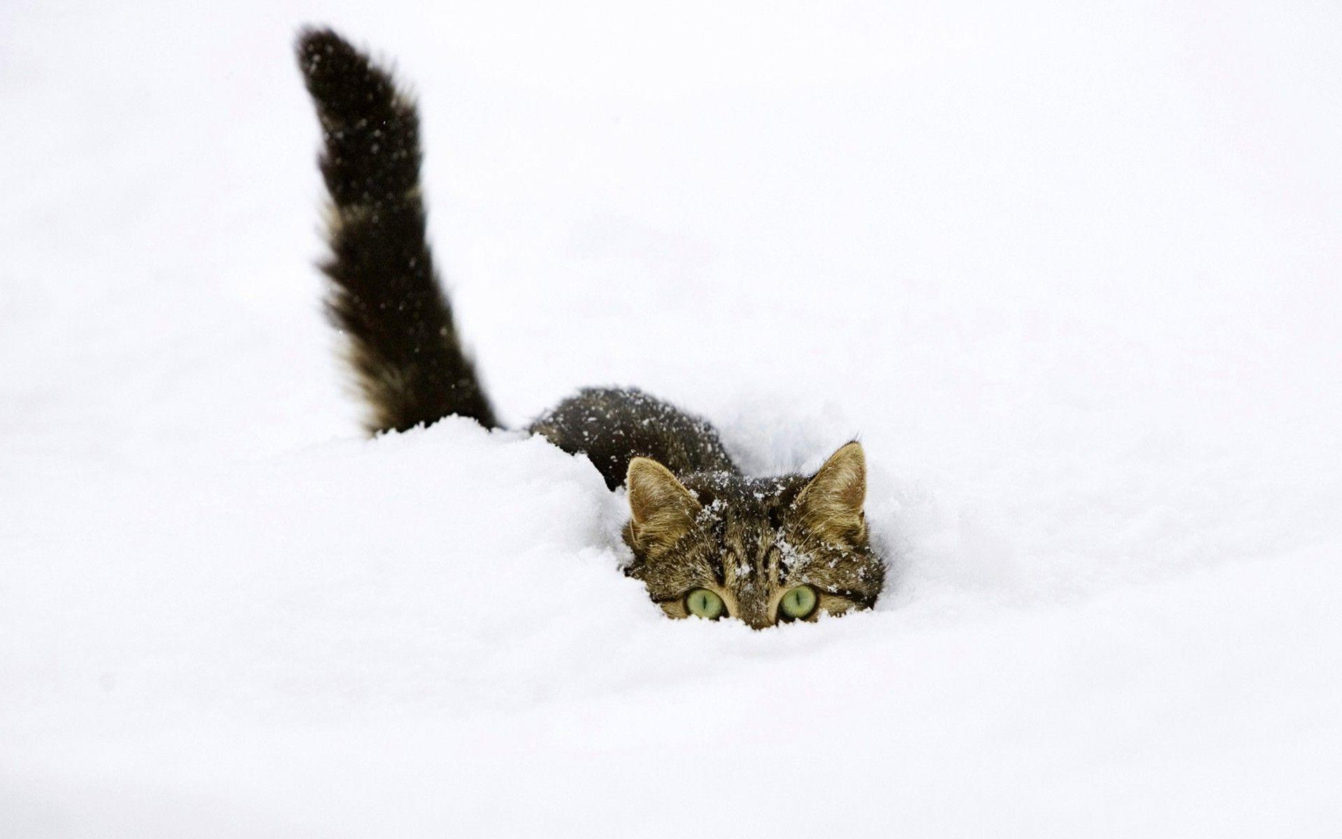 Cats in Snow Wallpapers Top Free Cats in Snow Backgrounds