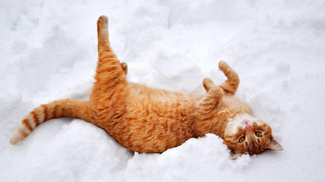 1244x700 Cat animal cute snow winter mood wallpaperx1080