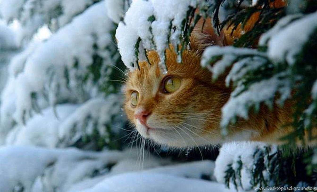 Cats in Snow Wallpapers - Top Free Cats in Snow Backgrounds - WallpaperAccess