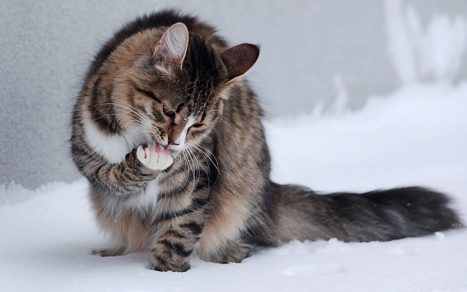 1600x1000 Winter Cat Wallpaper