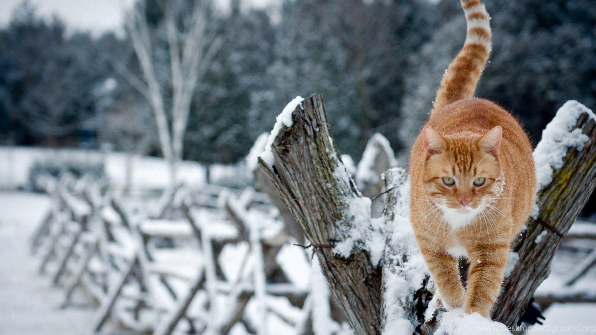 Cats in Snow Wallpapers Top Free Cats in Snow Backgrounds