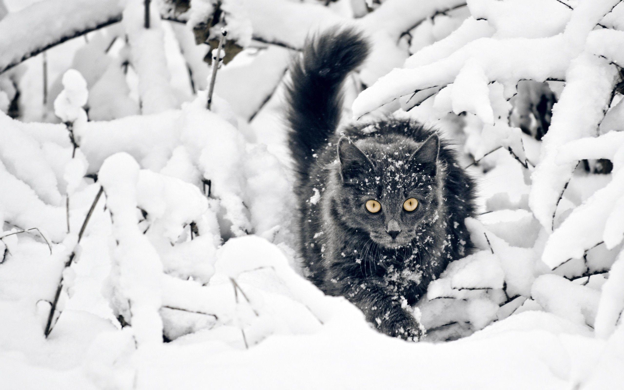 2560x1600 Cats in Snow Wallpaper