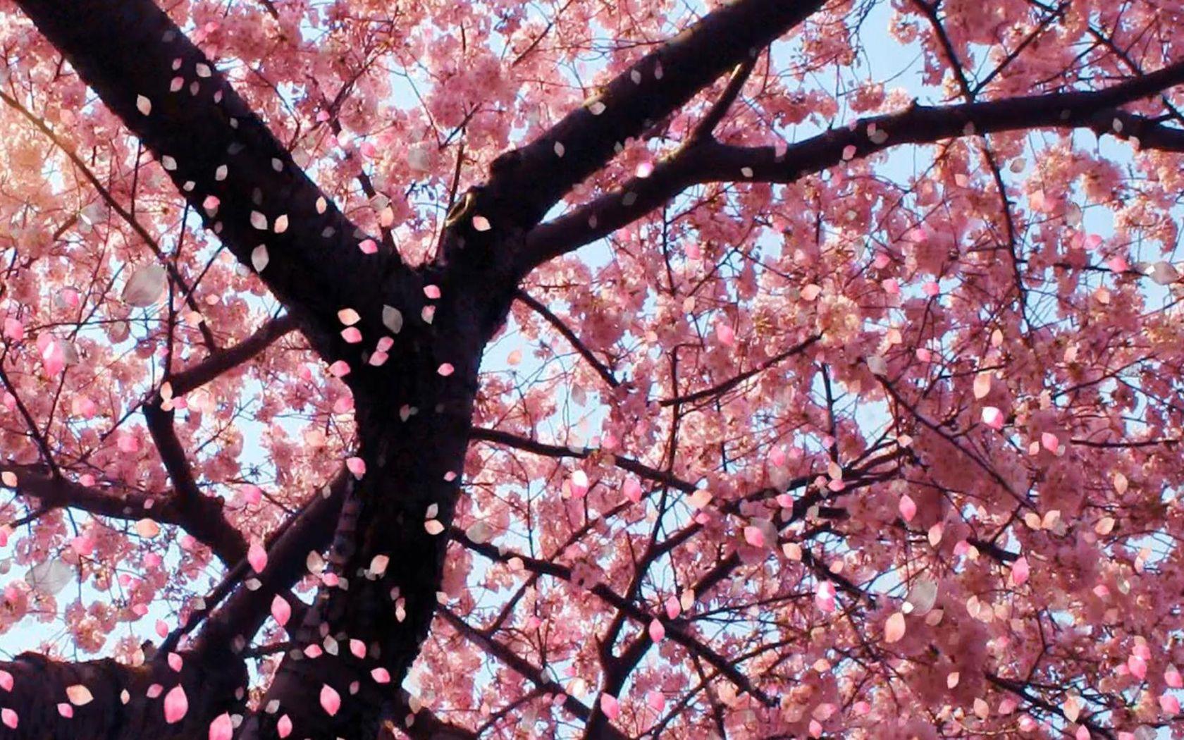 1680x1050 Japanese Cherry Blossom Wallpaper