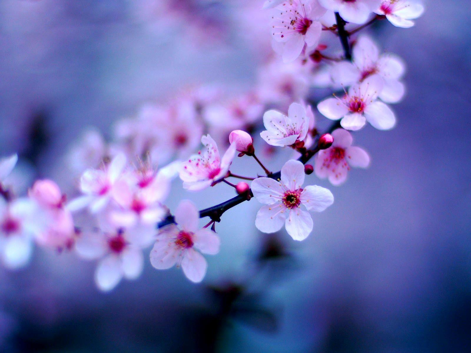 1600x1200 Flowers: Spring Bokeh Season Friend Sakura Beautiful Japan Flowers