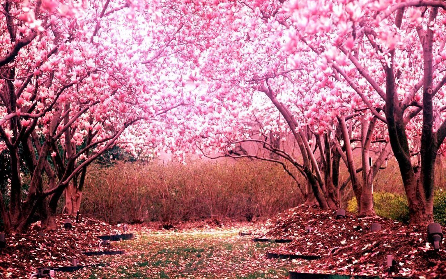 Japanese Sakura Wallpapers - Top Free Japanese Sakura Backgrounds