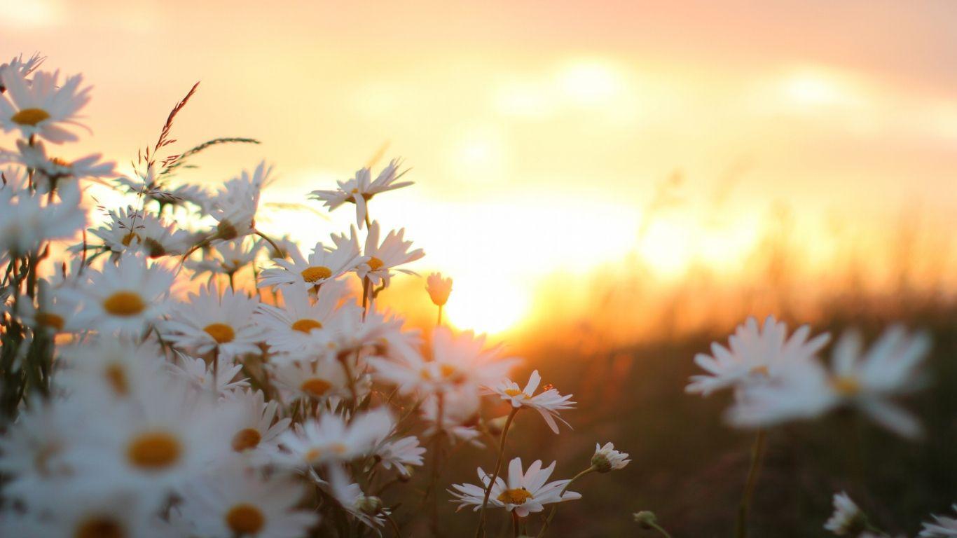 Hình ảnh HD 1366x768 Morning Daisy Flowers