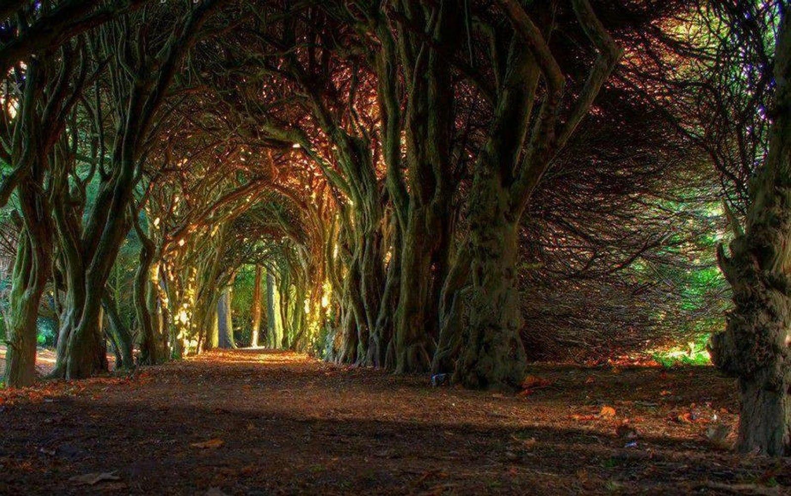 1600x1004 Forests: Tree Tunnel Bosco Forest Fairytale Italian Like Desktop